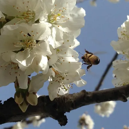 Çiftlik konaklama Serra Moneta
