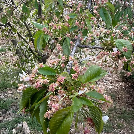 Çiftlik konaklama Serra Moneta